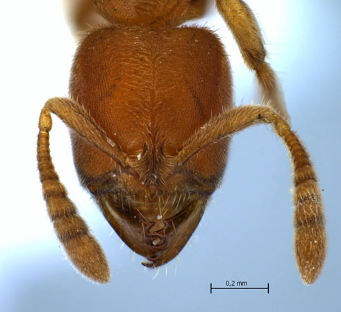 Cryptopone sp. frontal