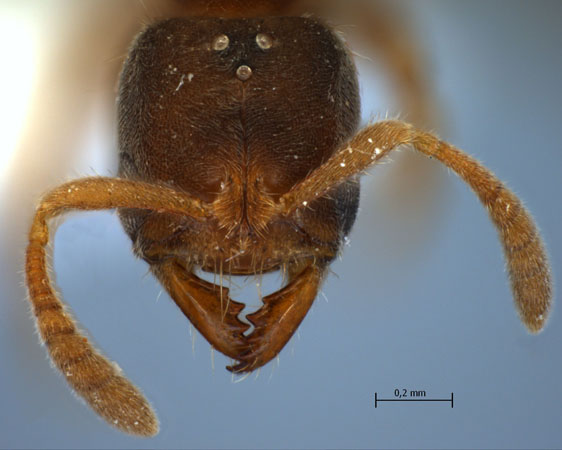 Cryptopone sp. queen frontal