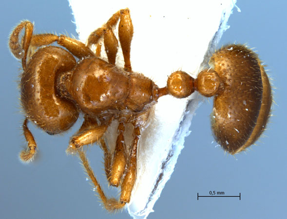 Kartidris sp. dorsal