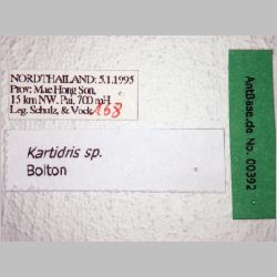 Kartidris sp. Bolton, 1991 label
