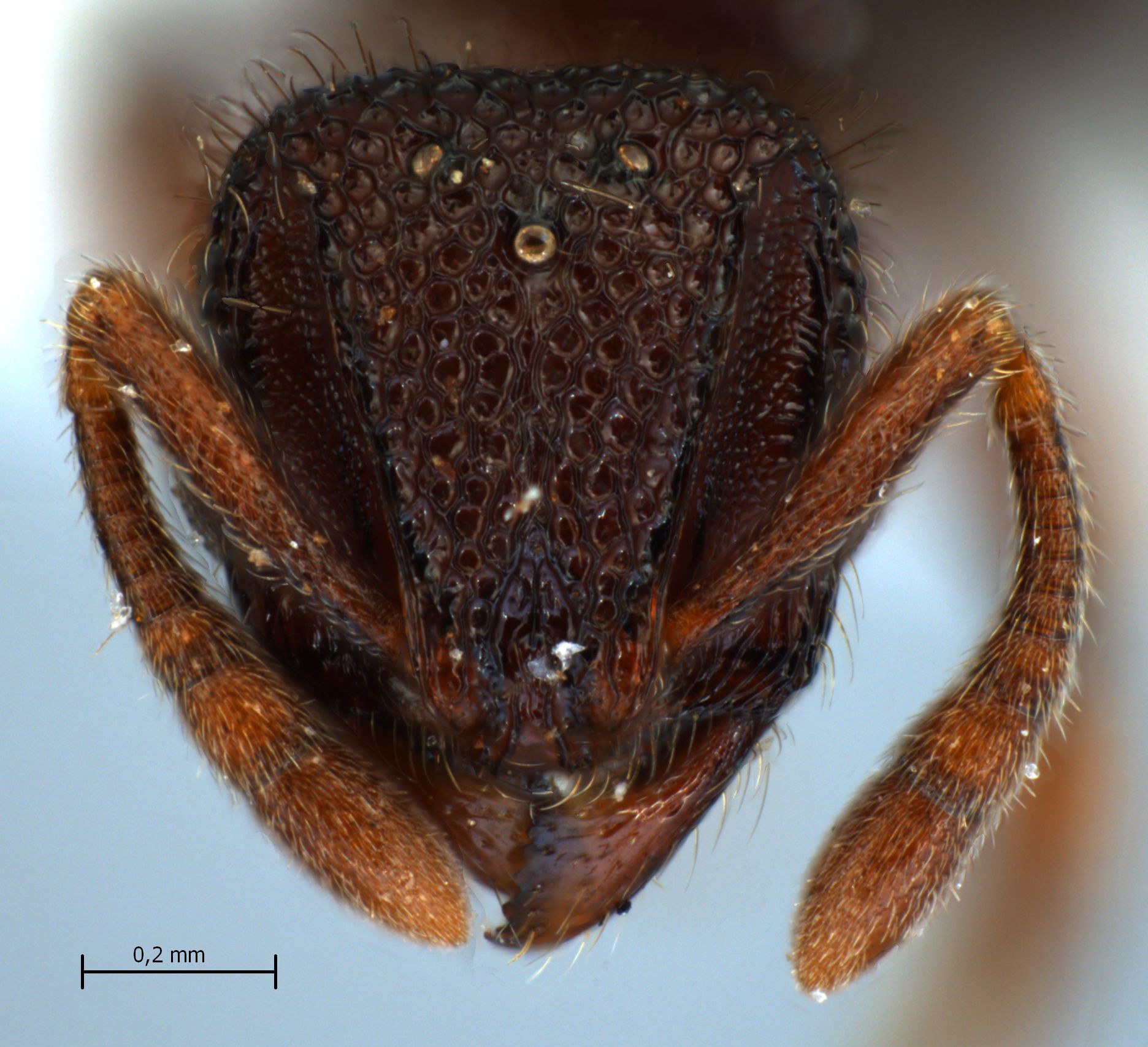 Lordomyrma reticulata queen frontal