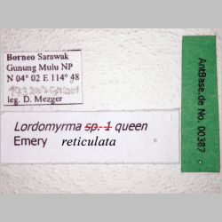 Lordomyrma reticulata queen Emery, 1897 label