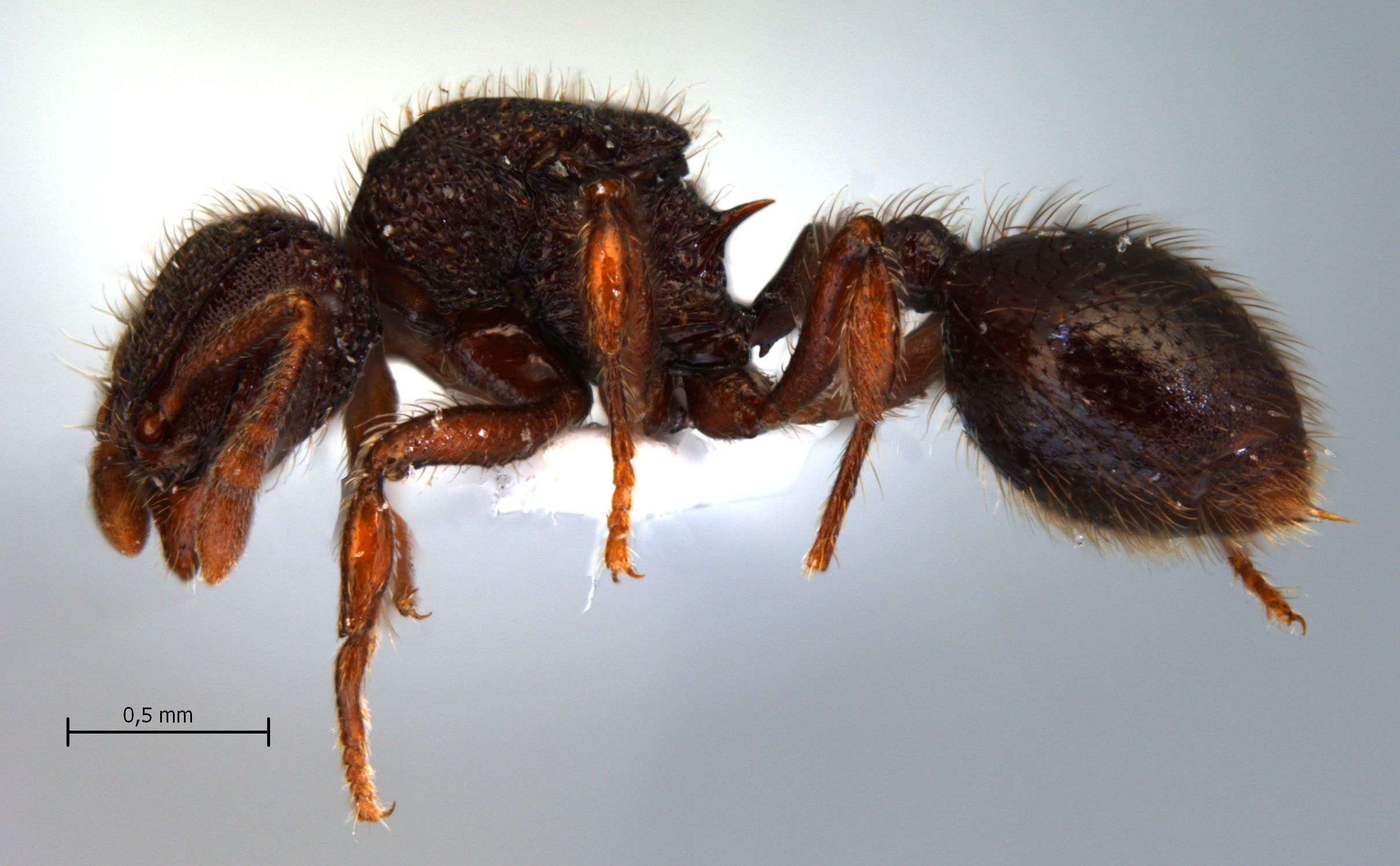 Lordomyrma reticulata queen lateral