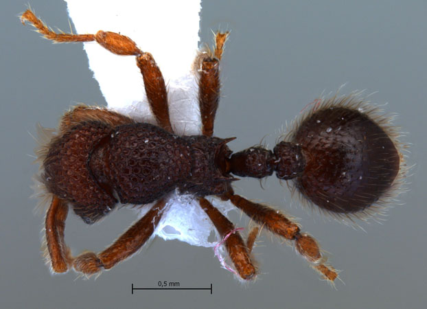 Lordomyrma reticulata worker dorsal