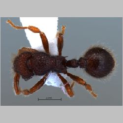 Lordomyrma reticulata worker Emery, 1897 dorsal