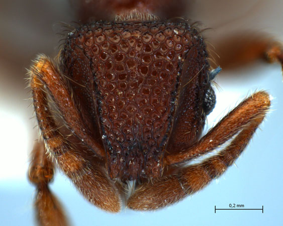 Lordomyrma reticulata worker frontal