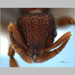 Lordomyrma reticulata worker Emery, 1897 frontal