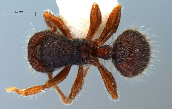 Lordomyrma sp. 1 dorsal