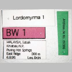 Lordomyrma sp. 1 Emery, 1897 label