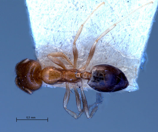 Monomorium destructor dorsal