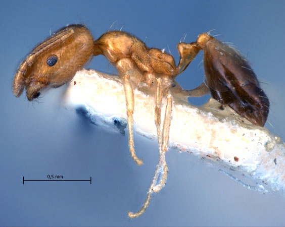 Monomorium destructor lateral