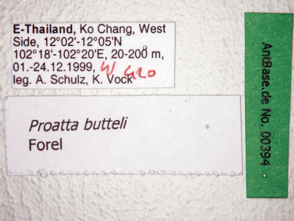 Proatta butteli label