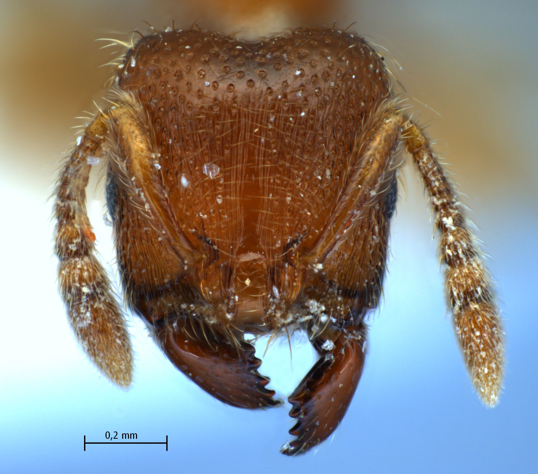 Vollenhovia fridae frontal