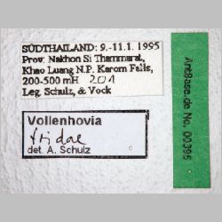 Vollenhovia fridae Forel, 1913 label