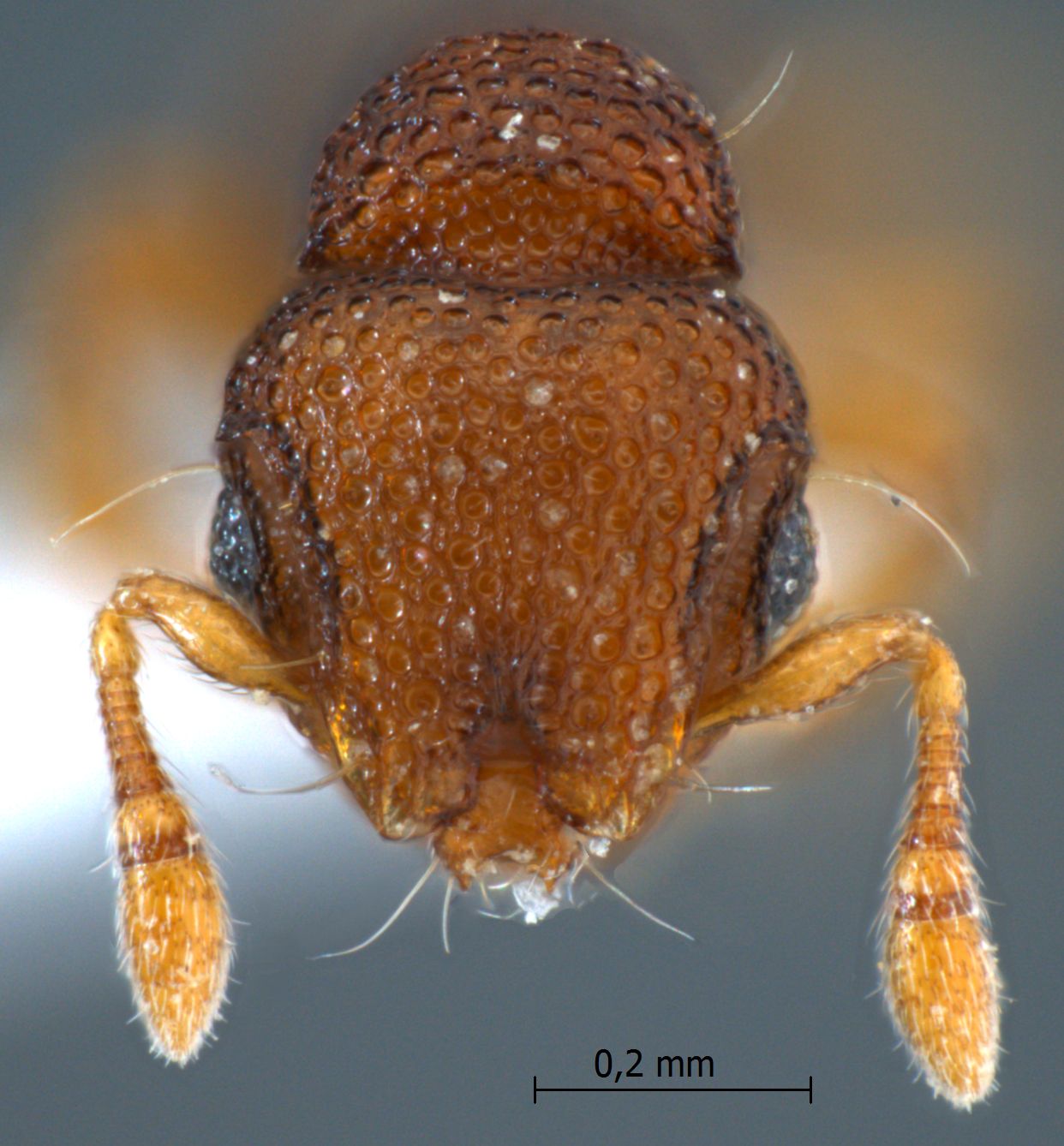 Mayriella sp. near transfuga frontal