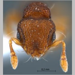 Mayriella sp. near transfuga Forel, 1902 frontal