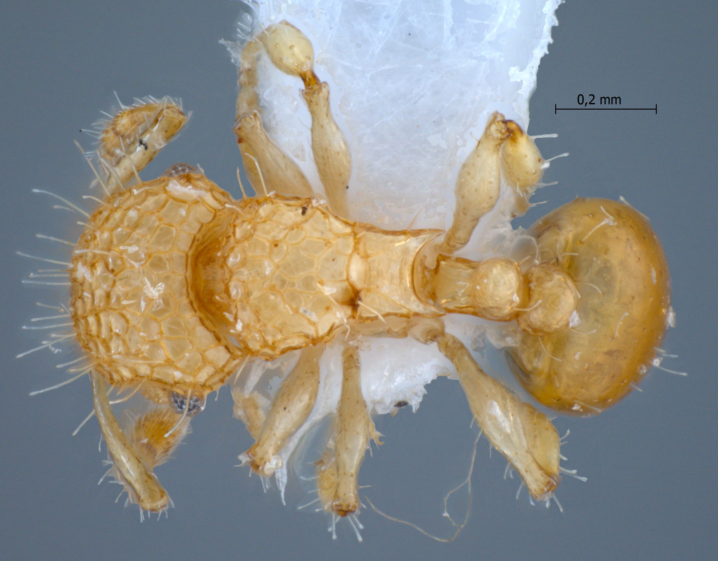 Pristomyrmex profundus dorsal