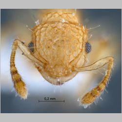 Pristomyrmex profundus Forel, 1902 frontal