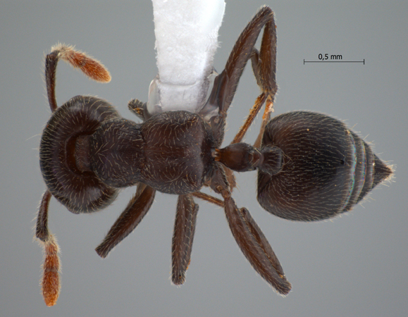 Crematogaster ampullaris dorsal