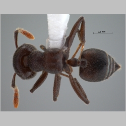 Crematogaster ampullaris Smith, 1861 dorsal