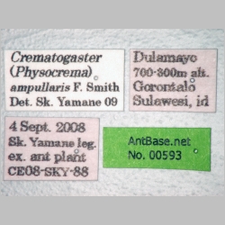 Crematogaster ampullaris Smith, 1861 label