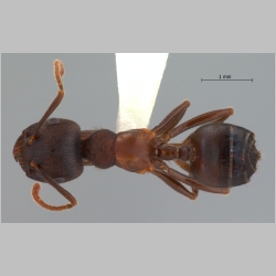 Crematogaster aurita Karavaiev, 1935 dorsal