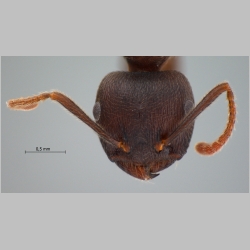 Crematogaster aurita Karavaiev, 1935 frontal