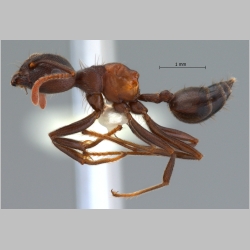 Crematogaster aurita Karavaiev, 1935 lateral