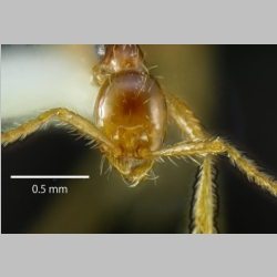 Aenictus stenocephalus Jaitrong & Yamane, 2010 frontal