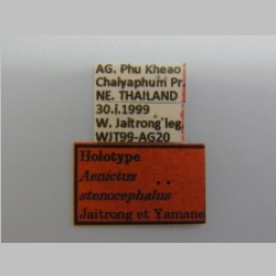 Aenictus stenocephalus Jaitrong & Yamane, 2010 label