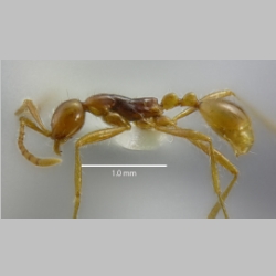 Aenictus stenocephalus Jaitrong & Yamane, 2010 lateral