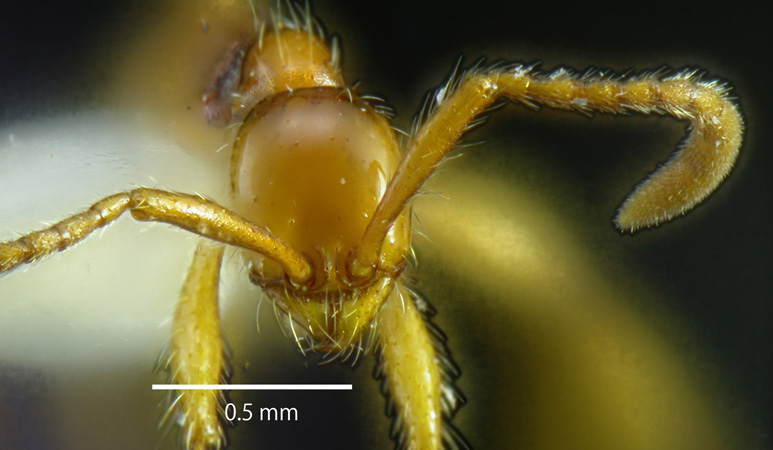 Aenictus vieti frontal