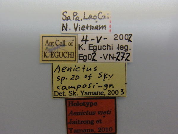 Aenictus vieti label