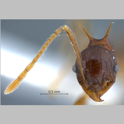 Pheidole acantha Eguchi, 2001 frontal