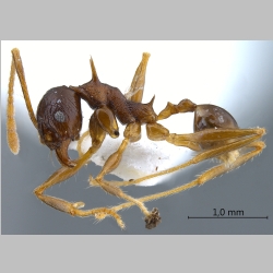 Pheidole acantha Eguchi, 2001 lateral