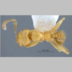 Pheidole deltea Eguchi, 2001 dorsal