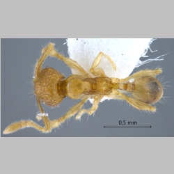 Pheidole gombakensis Eguchi, 2001 dorsal