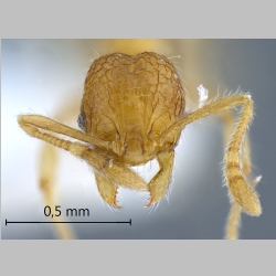 Pheidole gombakensis Eguchi, 2001 frontal