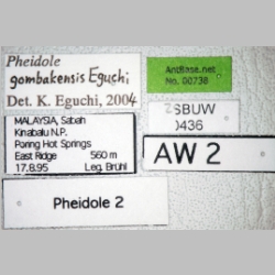 Pheidole gombakensis Eguchi, 2001 label