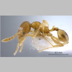 Pheidole gombakensis Eguchi, 2001 lateral