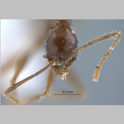 Pheidole plagiaria Smith, 1860 frontal