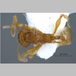 Pheidole poringensis Eguchi, 2001 dorsal