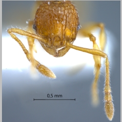 Pheidole poringensis Eguchi, 2001 frontal