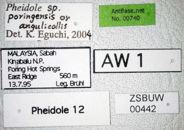 Pheidole poringensis label