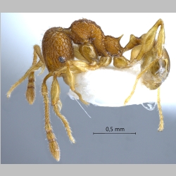 Pheidole poringensis Eguchi, 2001 lateral