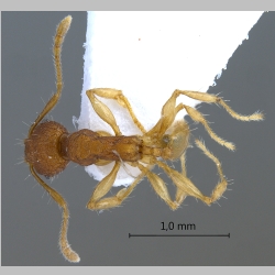 Pheidole rabo Forel, 1913 dorsal