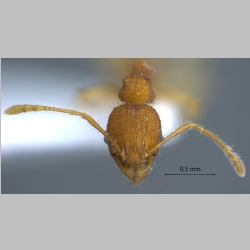 Pheidole rabo Forel, 1913 frontal