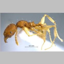 Pheidole rabo Forel, 1913 lateral