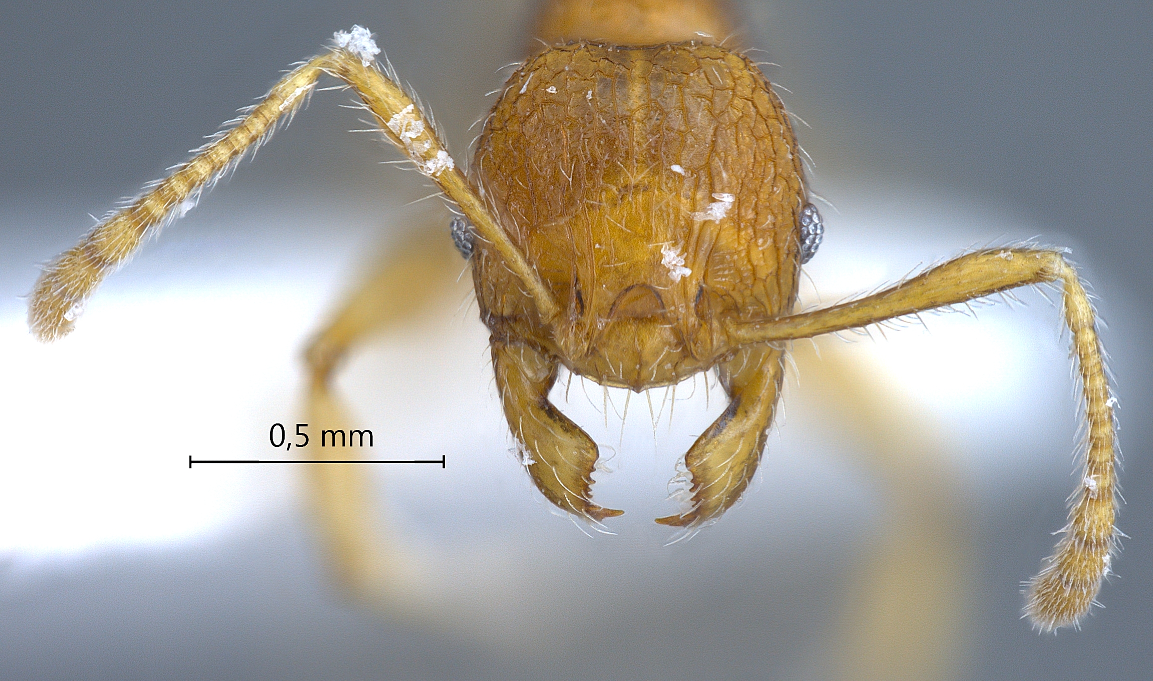 Pheidole retivertex frontal