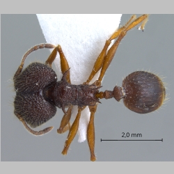 Pheidole spinicornis major Eguchi, 2001 dorsal